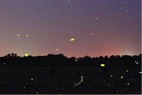 Fireflies at dusk by Maharishi School alumni Taylor Ross. https://www.instagram.com/p/BXDh2goDXC8/?taken-by=taylorlmross